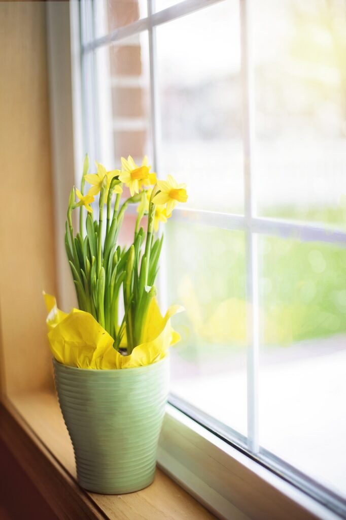 daffodils, spring, pot-1316128.jpg